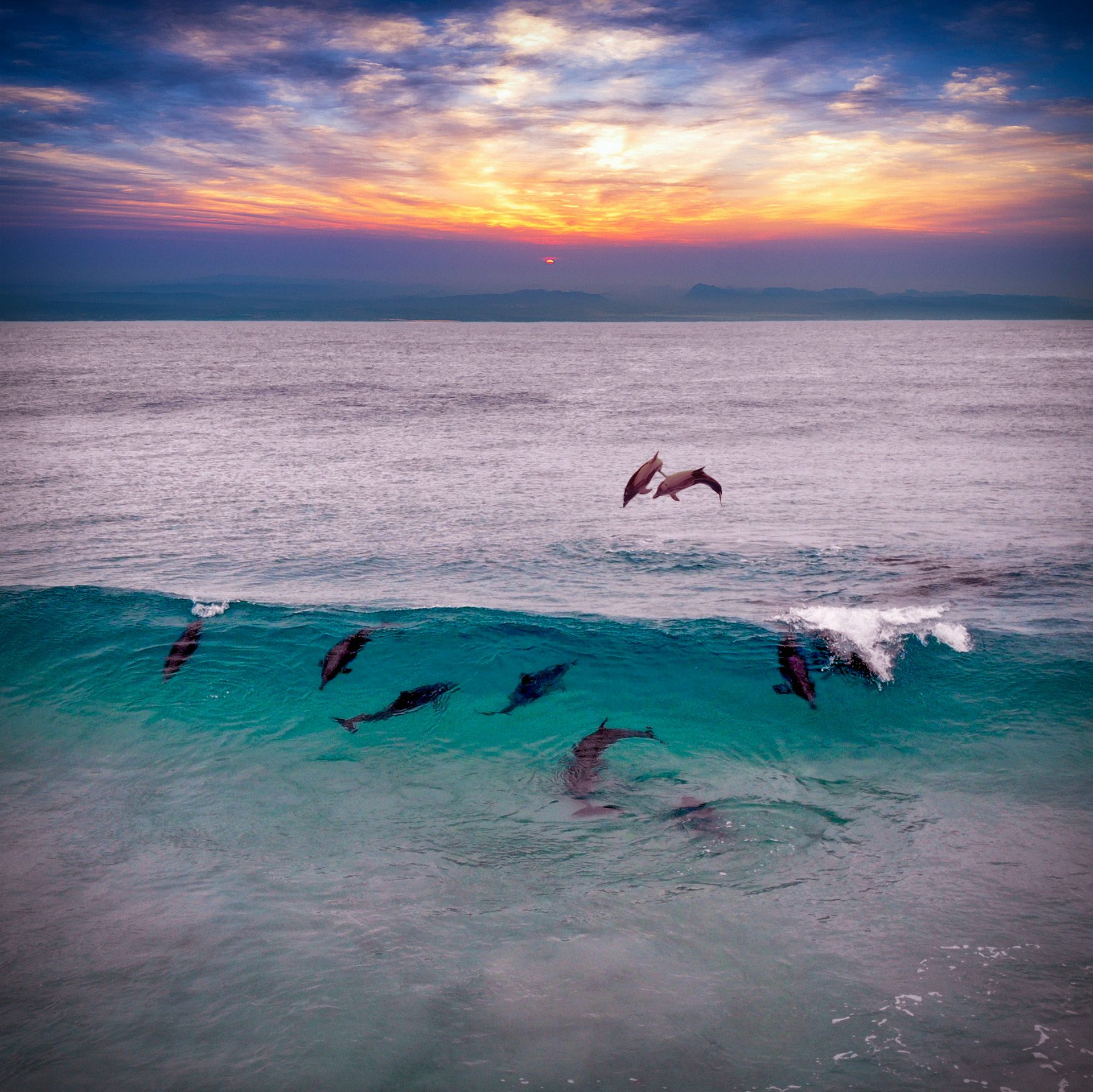 Dolphins at sunset