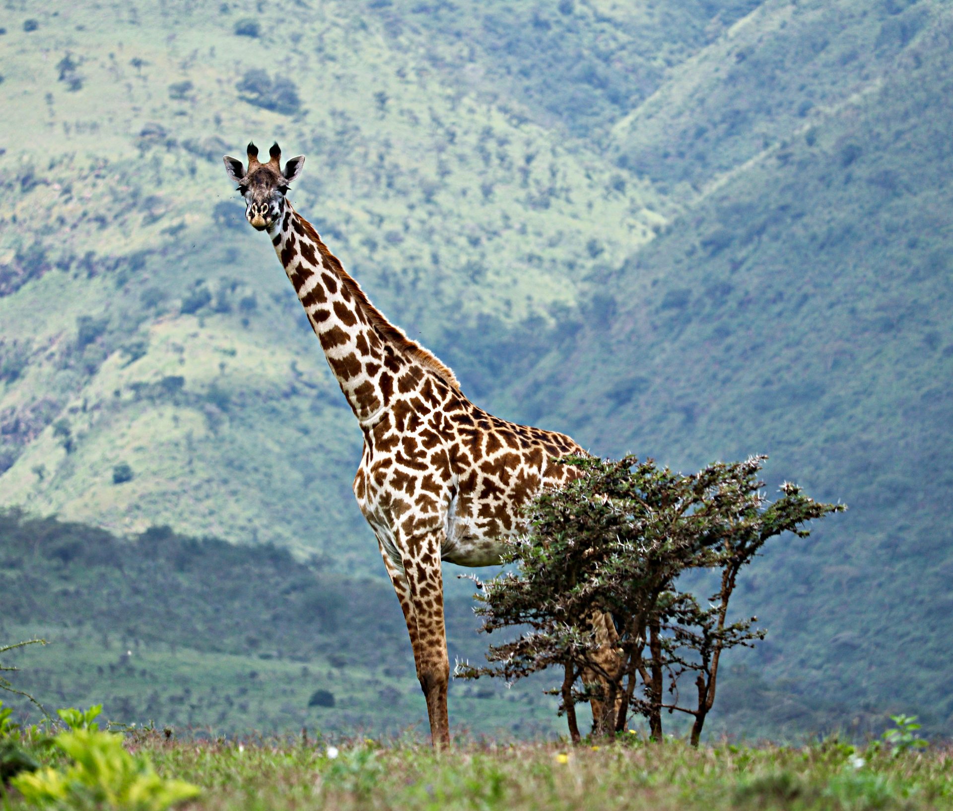 Giraffe in Ngorongoro highlands