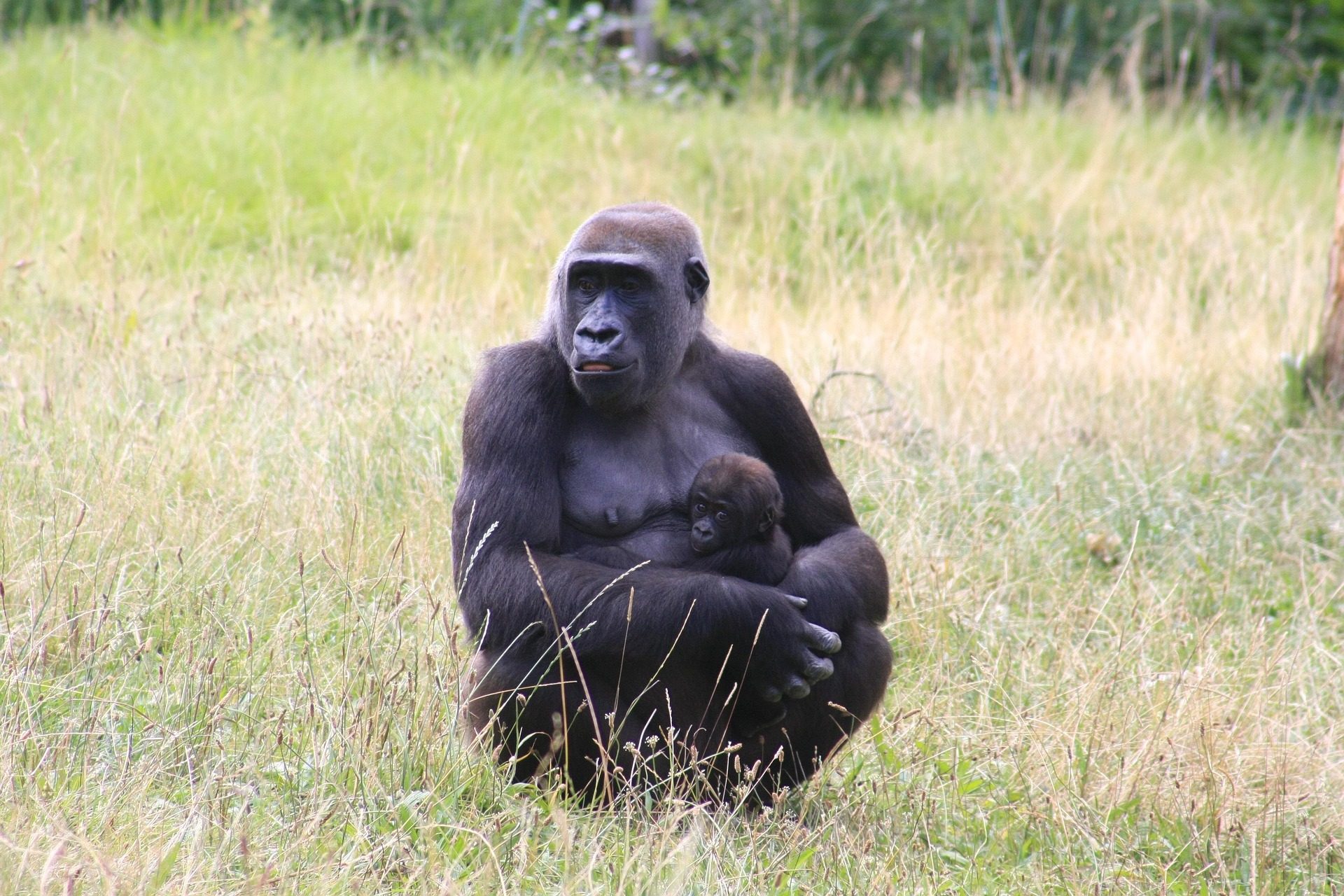 Gorilla trekking in Uganda and Rwanda