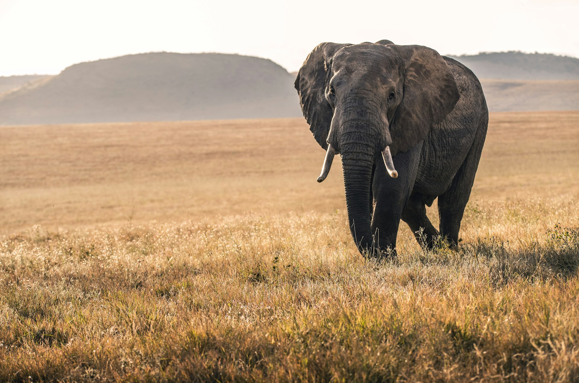 Tsavo