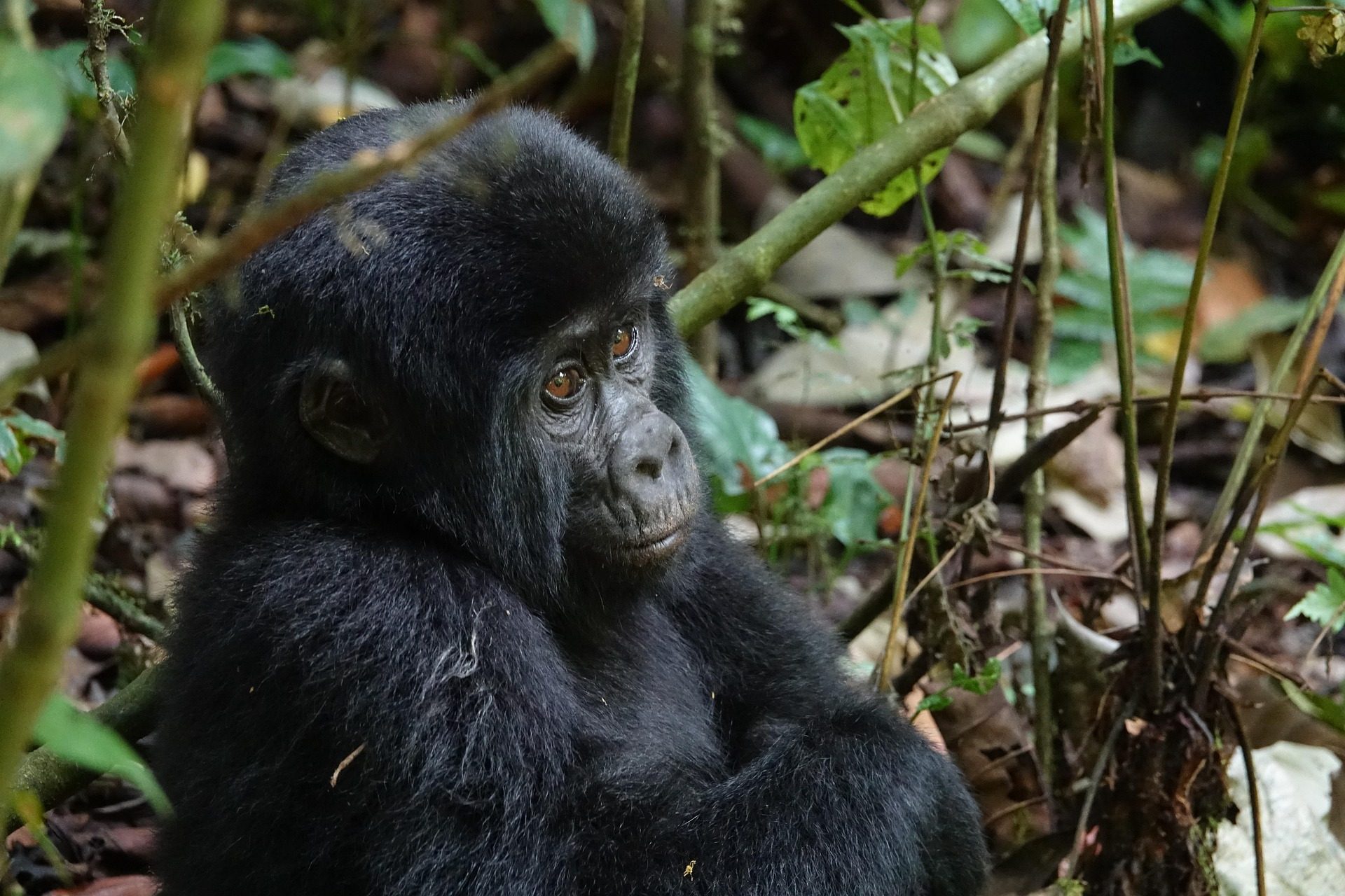 Uganda