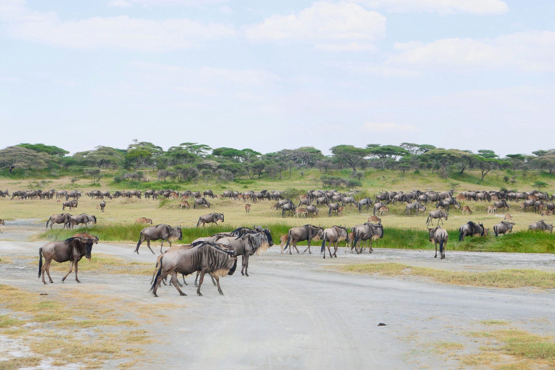 Wildebeest crossing