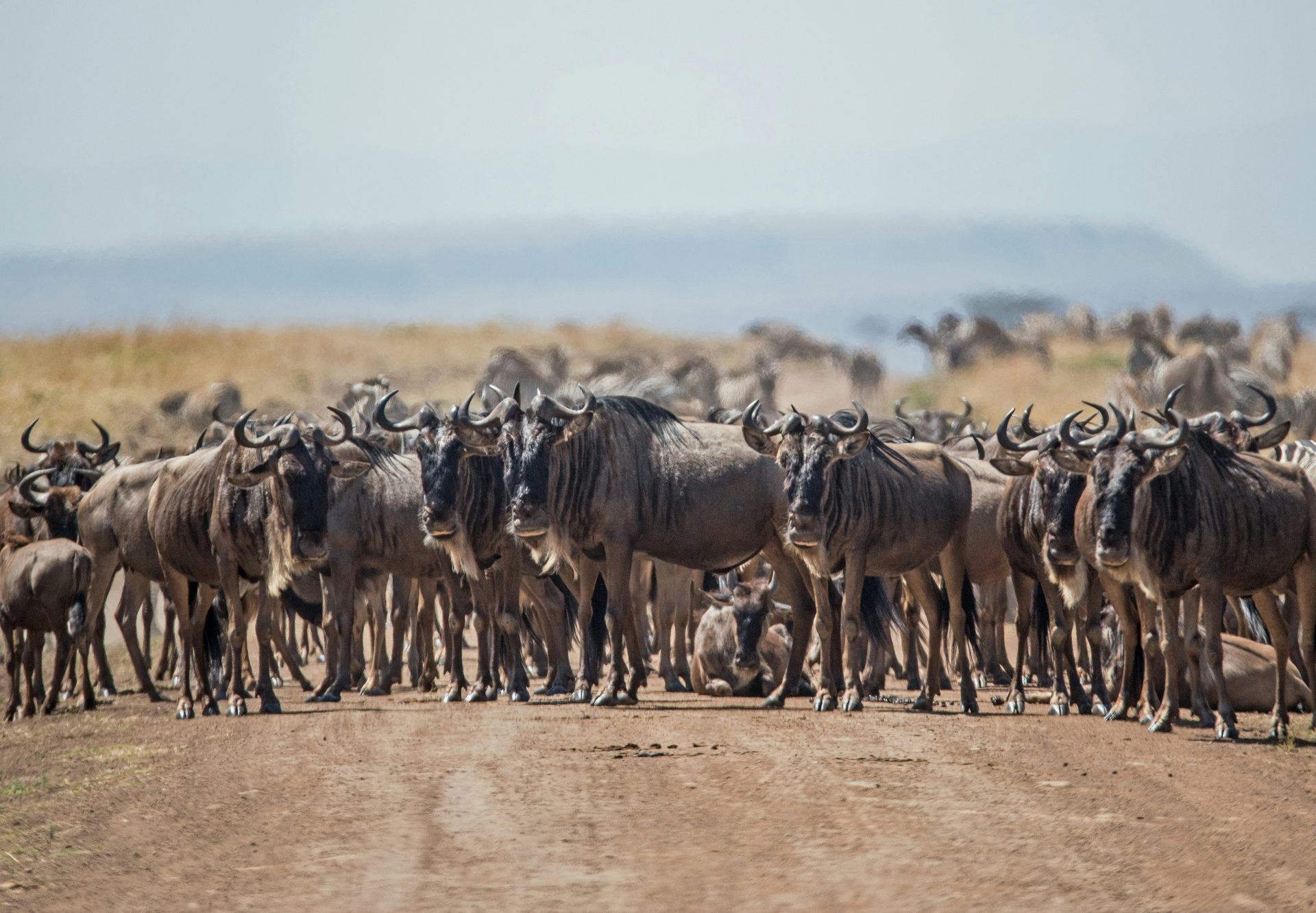 Wildebeest herd on the Masai Mara