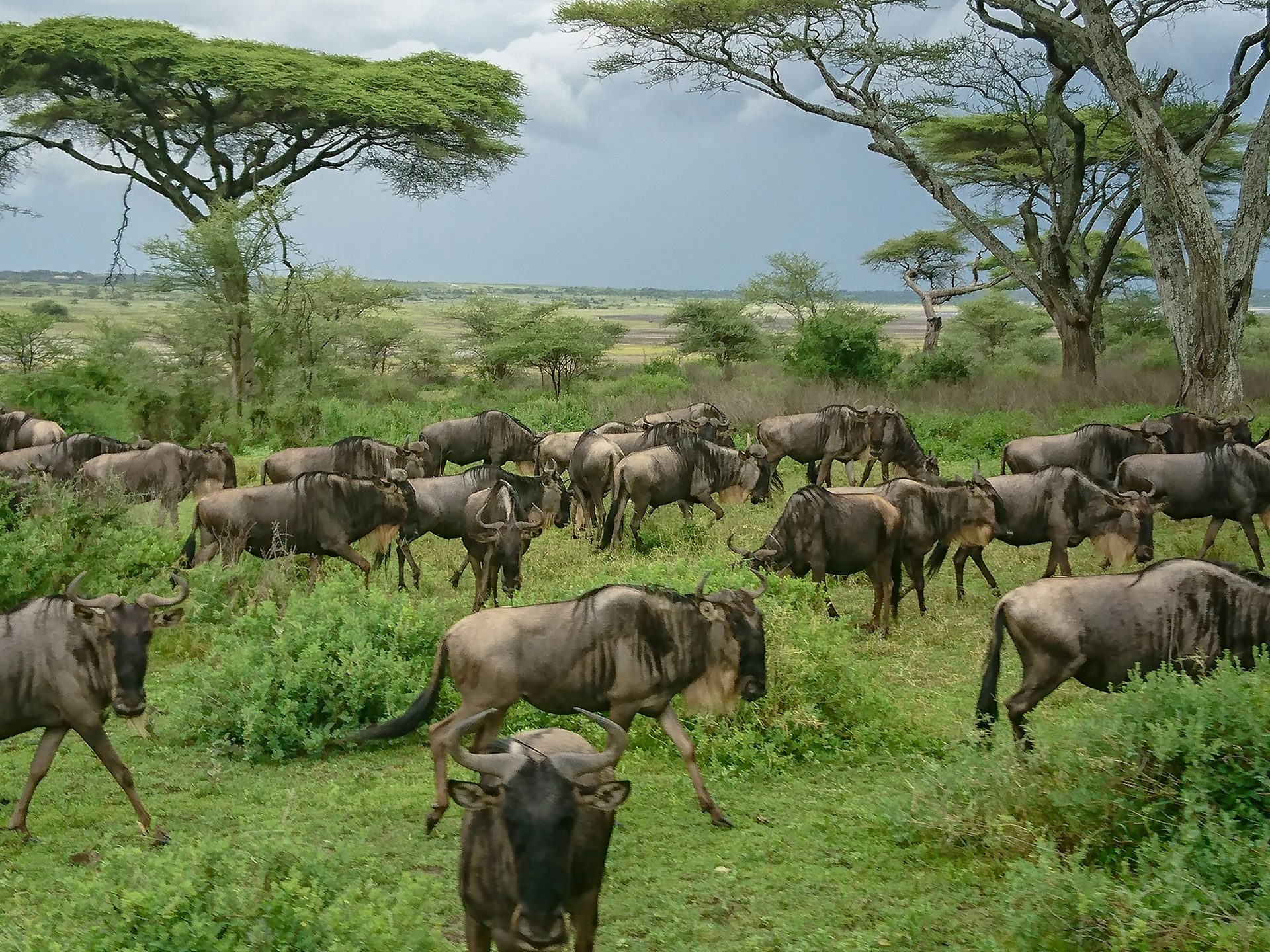 Wildebeest Great Migration — Serengeti